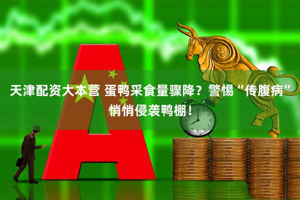 天津配资大本营 蛋鸭采食量骤降？警惕“传腹病”悄悄侵袭鸭棚！