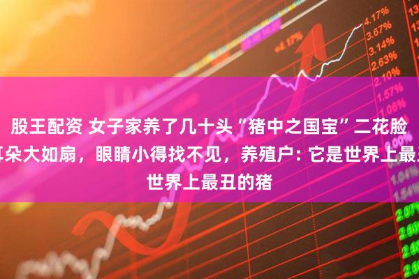 股王配资 女子家养了几十头“猪中之国宝”二花脸猪，耳朵大如扇，眼睛小得找不见，养殖户: 它是世界上最丑的猪